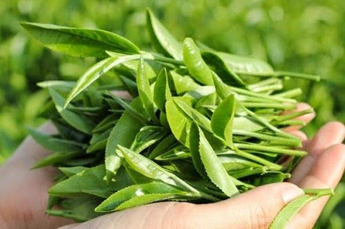 Trà xanh có nhiều chất chống oxy hóa cao và giúp tăng cường hoạt động chức năng gan hữu hiệu. Ảnh: kenhphunu.
