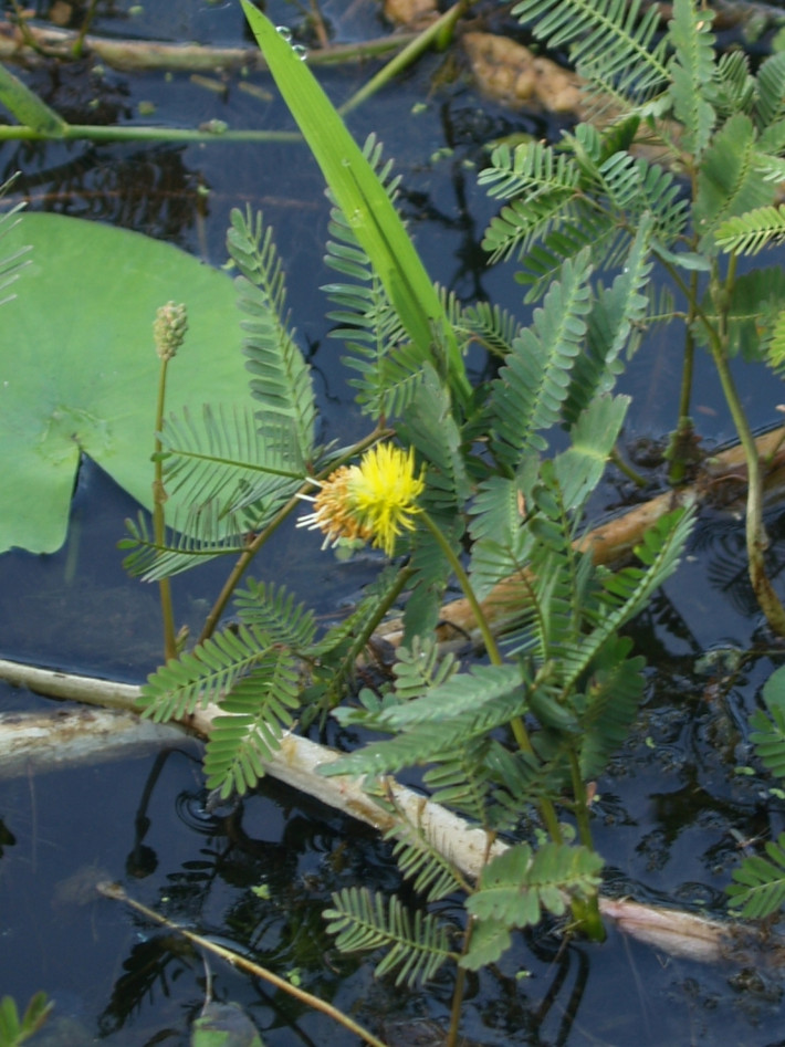Rau rút còn được sử dụng để chữa chảy máu cam, mụn nhọt do nóng trong người. Ảnh: wikimedia.
