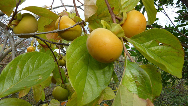 Tránh ăn hồng chưa chín: Hồng chưa chín tới có chứa nhiều pectin và tannin. Đây là những chất làm săn niêm mạc ruột, ảnh hưởng nhu động ruột. Ăn quá nhiều, nhất là khi đói, sẽ khiến 2 chất này kết hợp với chất xơ tương đối cao (100g hồng chứa 2,5g chất xơ) sẽ kết tụ dưới tác dụng của axit dạ dày gây đầy bụng, khó tiêu, nôn. Thậm chí, ăn nhiều còn tăng nguy cơ tạo khối bã ở khu vực ruột non, dẫn đến tắc ruột. Ảnh minh họa.