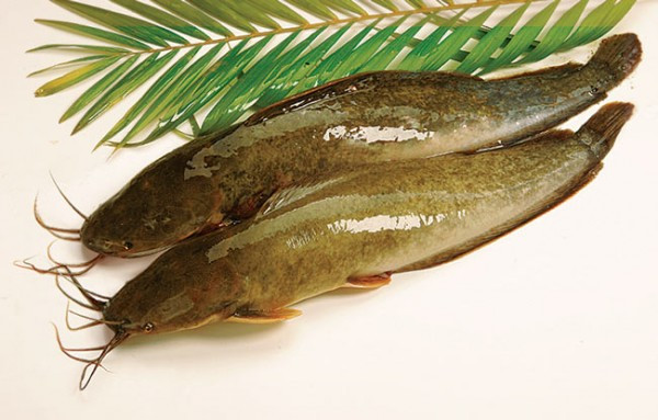 Canh cá trê ngải cứu: Cá trê 300g, ngải cứu 100g, hồng hoa 12g, bột đậu đen 120g, trần bì 6g. Cá trê làm sạch, cho vào nồi cùng bột đậu đen. Ngải cứu, hoa hồng, trần bì cho vào túi vải mỏng, thêm 600ml nước, đun nhỏ lửa, khi các thứ trong túi vải nhừ bỏ ra, phần còn lại chia 3 lần ăn trong ngày. Ăn khoảng 15 ngày.