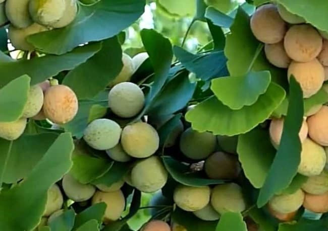 Do đặc tính chống oxy hóa và chống viêm mạnh mẽ, bạch quả thường được sử dụng để làm giảm các triệu chứng hen suyễn như khó thở và ho mạn tính. Ảnh: duoclieuvietnam.