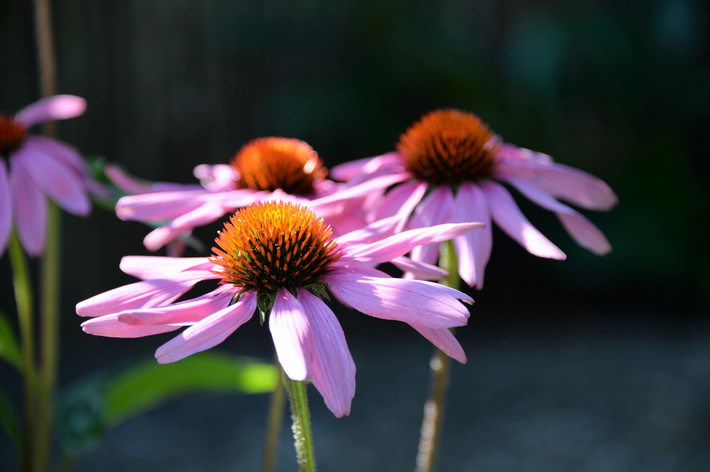 Hoa cúc tím (Echinacea) có tác dụng chống oxy hóa mạnh mẽ chống lại nhiễm trùng do virus và vi khuẩn, bao gồm cảm lạnh và cúm thông thường. Ảnh: tepbac.
