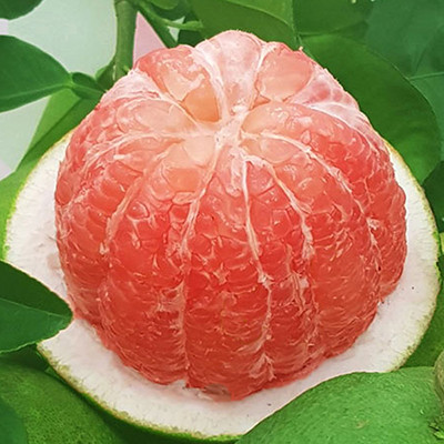 Chính lớp vỏ dày đã “bảo vệ” phần thịt quả ít bị lưu trữ thuốc trừ sâu. Ảnh: f2t.