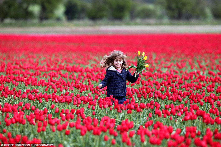 Lễ hội hoa Tulip ở Hà Lan. Xứ sở “cối xay gió” tổ chức lễ hội hoa tulip - một trong những sự kiện lớn nhất trong. Đến đây du khách sẽ được chiêm ngưỡng rất nhiều loài tulip quý, có màu sắc rực rỡ và chủng loại phong phú như đỏ, cam, vàng, hồng, đặc biệt là hoa tulip đen với lối sắp xếp rất tinh tế, nghệ thuật.