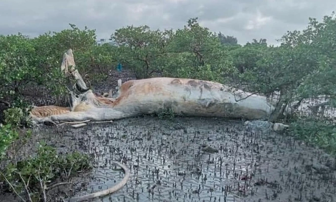 Xác cá voi "khủng" nằm trong rừng ngập mặn ở Quảng Ninh: Sáng nay (18/7), trong lúc đi đánh bắt hải sản, một số ngư dân phát hiện xác một con cá voi ước tính nặng hàng chục tấn mắc kẹt trong khu rừng ngập mặn thuộc thôn Tân Phong, xã Quan Lạn, huyện Vân Đồn, tỉnh Quảng Ninh. Theo vị lãnh đạo huyện, con cá voi đã bị chết từ trước đó mới trôi dạt vào khu vực rừng ngập mặn trên.