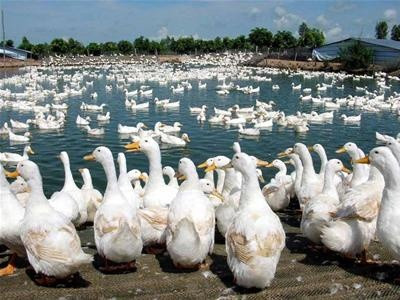 Trong tiếng Anh, vịt đực được gọi là “drake”, vịt cái là “hen” còn vịt con là “duckling”.