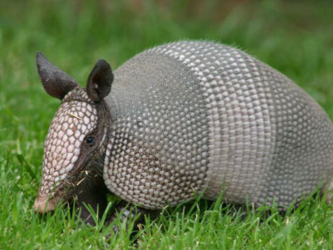 Loài Tatu có kích thước khác nhau, dài từ 13cm - 150cm và nặng từ 1,4kg - 54kg. Chúng có màu hồng, nâu sẫm, đen, đỏ, xám hoặc vàng. Toàn bộ cơ thể của loài Tatu (đầu, lưng, chân và đuôi) được bao phủ bởi những vảy sừng cứng như xương.
