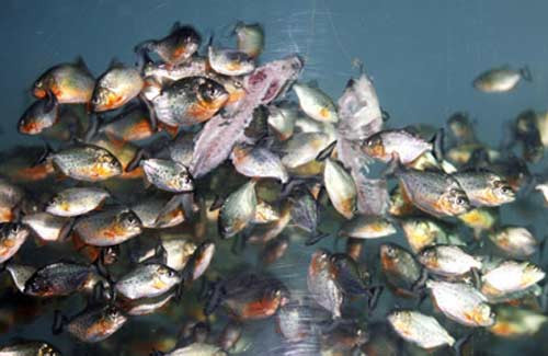 Cá heo, cá sấu và rùa là kẻ thù lớn nhất của cá Piranha.