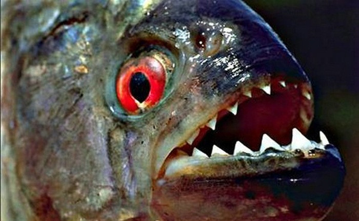 Cá Piranha có những chiếc răng sắc nhọn có thể cắn đứt cả một chiếc móc câu bằng bạc. Cơ hàm của nó rất khỏe, có thể nghiền nát tay người chỉ trong 5-10 giây.