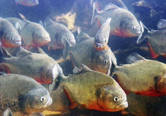 Giống như cá mập, cá Piranha có bộ phận cảm nhận đặc biệt giúp chúng phát hiện ra máu ở trong nước.