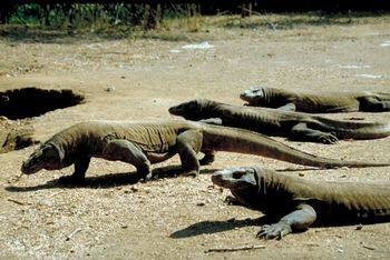 Rồng Komodo là loài thằn lằn lớn nhất với chiều dài lên tới 3m và nặng tới 90kg. Rồng Komodo trưởng thành có da màu xám, nâu hoặc đỏ. Rồng con có da màu xanh, sọc vàng và đen.