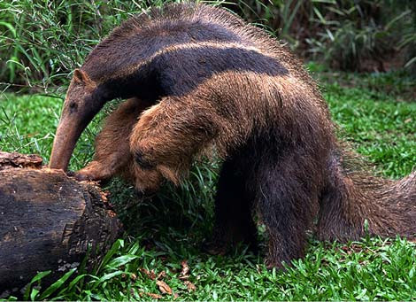 Dạ dày của thú ăn kiến có cấu tạo đặc biệt có thể nghiền nát số lượng lớn kiến và mối, giúp tạo điều kiện cho quá trình tiêu hóa. Dạ dày này sản sinh ra a-xít fomic thay vì a-xít hydrocloric thường thấy ở các loài động vật có vú khác.