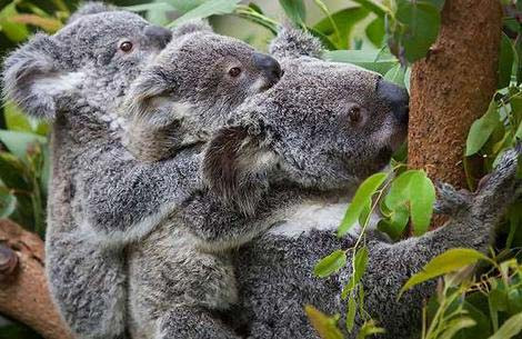 Một con gấu Koala ngủ khoảng 20 tiếng một ngày.