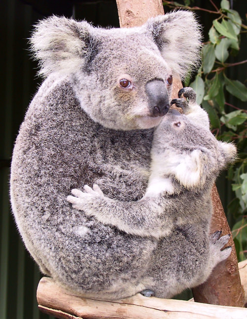 Gấu Koala chủ yếu ăn lá bạch đàn và rất hiếm khi uống nước.