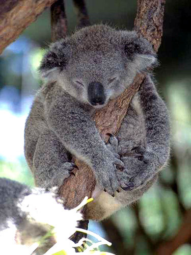 Một con gấu Koala trưởng thành có thể ăn khoảng 1kg lá trong một đêm.