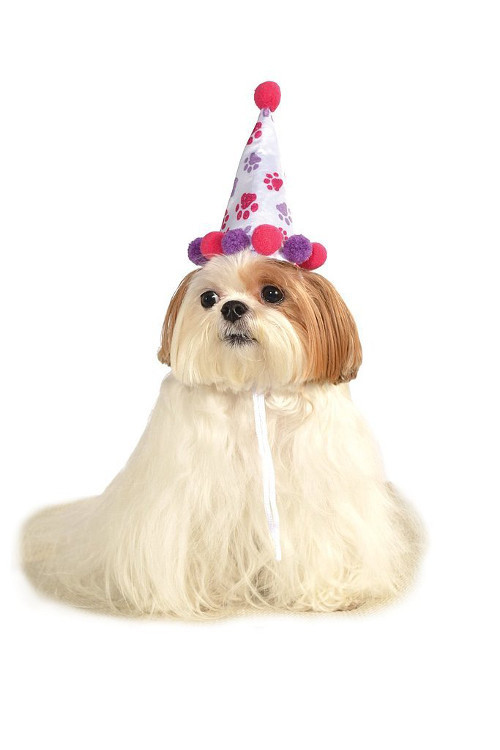 Cún cưng đóng vai hề đón Halloween.