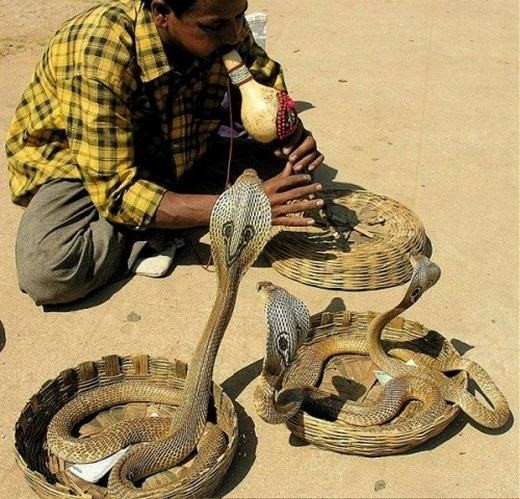 Các con rắn trong những màn biểu diễn thôi miên phản ứng với những chuyển động, chứ không phải với âm thanh.