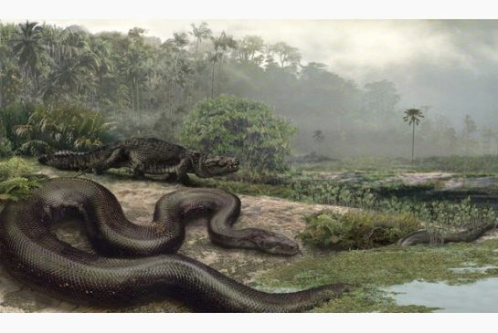 Loài rắn Titanoboa sống cách đây 60 triệu năm là loài rắn to lớn nhất, dài nhất và nặng nhất được phát hiện từ trước tới nay.