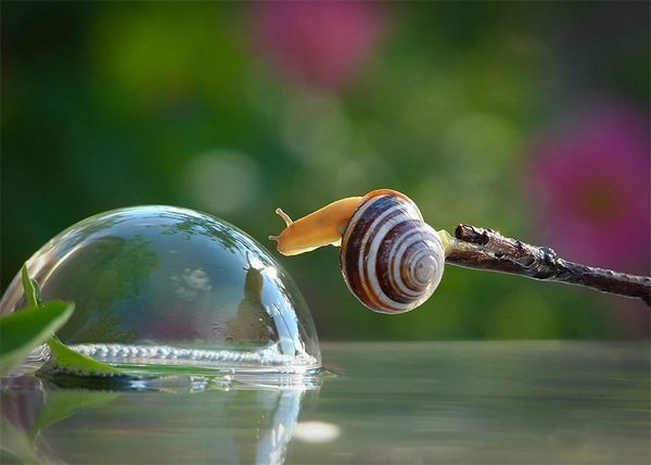 Hầu hết các loài ốc sên đều có một dải răng kitin chứa hàng nghìn chiếc răng siêu nhỏ. Dải răng này hoạt động như một cái giũa xé thức ăn thành nhiều miếng nhỏ.