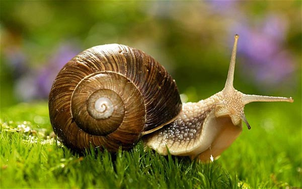 Đa số ốc sên là động vật ăn cỏ, chúng ăn lá cây, hoa, cuống lá.