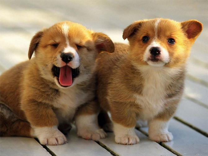 Ở các quốc gia nói tiếng Anh, Max và Molly là 2 cái tên phổ biến nhất để đặt tên cho chó.