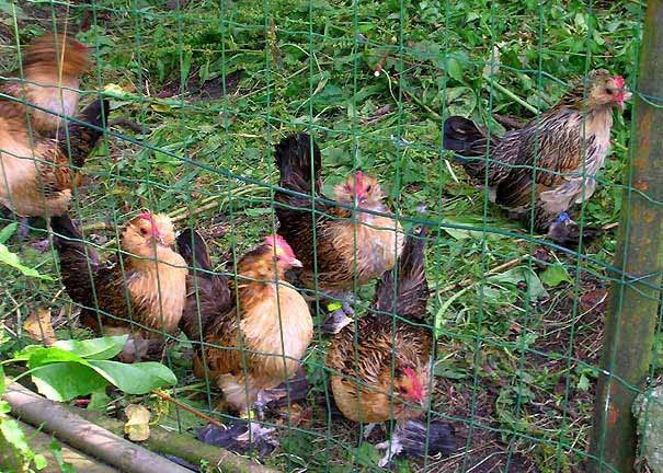 Gà có hàng tá loại khác nhau, ví dụ gà Bantam Hà Lan, gà lơgo hay gà Rohde Đỏ.