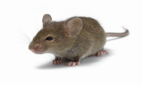 Hiện có tổng cộng hơn 30 loài chuột đã được biết đến.