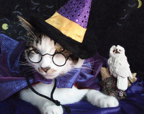 Chú mèo này có vẻ như vừa ăn cắp chim cú của Harry Potter.