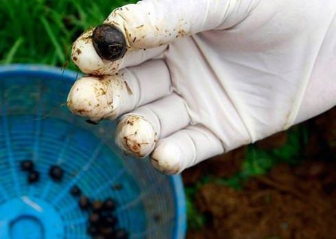 Một trong số những thương hiệu cà phê đắt đỏ nhất thế giới được làm từ phân của những con voi ở Thái Lan.