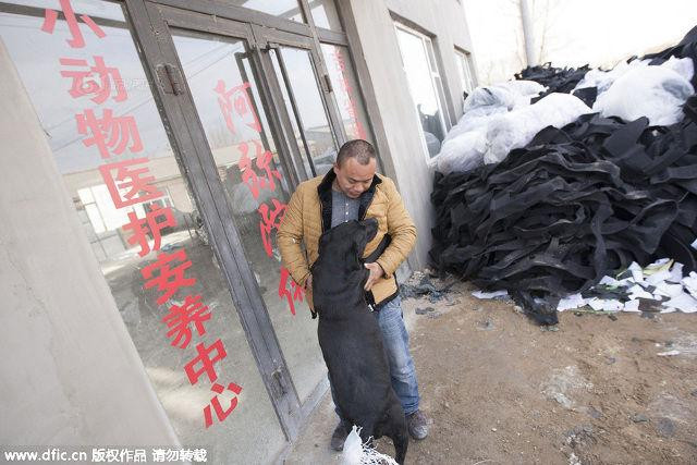 Ban đầu, tại trại cứu hộ có khoảng 1000 chú chó, sau đó có nhiều người yêu động vật nhận nuôi, chăm sóc cho các chú chó. Hiện tại, chỉ còn 215 chú ở trung tâm cứu trợ với Wang Yan.