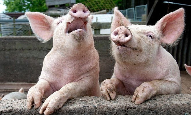 Loài lợn là loài động vật thông minh và ăn tạp. Chúng ăn cả thực vật và động vật.