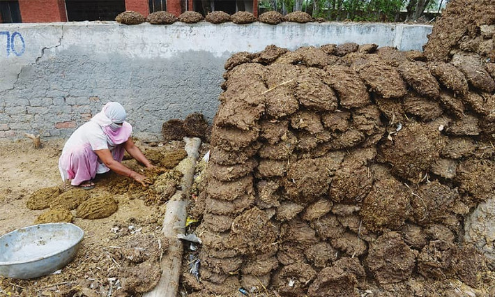 Món bánh lạ này được trộn từ phân bò và cỏ sau đó phơi khô. Bánh được dùng làm chất đốt. Bánh phân bò rất phổ biến đã từ lâu trong các ngôi làng nông thôn của người Ấn, thế nhưng với những tay buôn online trên trang mạng Amazon hay eBay thì nó mới rộ lên trong thời gian gần đây.
