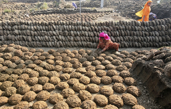 Ở Ấn Độ, nơi những con bò được tôn thờ như vị thần Hindu thì phân bò từ lâu đã được dùng để chữa nhiều bệnh, gần đây họ tân tiến hơn khi dùng nó làm chất đốt thay củi.