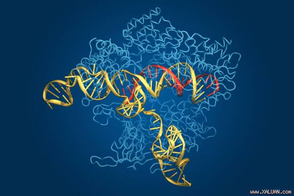 Công nghệ chỉnh sửa gen CRISPR\Cas-9. Một trong những thành tựu y học nổi trội của năm 2015 là các nhà nghiên cứu ở Trung Quốc đã có thể điều chỉnh thành công bộ gen người khi bộ gen đó vẫn đang trong phôi thai.