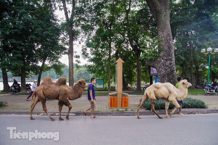Hình ảnh tưởng chừng chỉ thấy trong phim trên các sa mạc, hoang mạc khắc nhiệt...