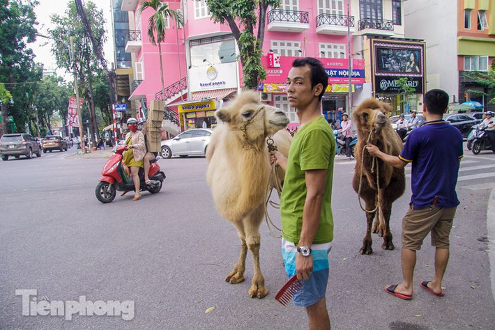 Chủ nhân của hai chú lạc đà cho biết, lạc đà này có nguồn gốc từ Mông Cổ được Rạp xiếc Trung ương mua về Việt Nam khoảng vài tuần trước với giá hàng trăm triệu.