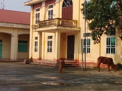Ghi nhận của PV tại huyện Thanh Ba, (Phú Thọ) trụ sở xã Hoàng Cương (cũ) huyện Thanh Ba, Phú Thọ bị bỏ không, bò người dân tự do vào gặm cỏ.