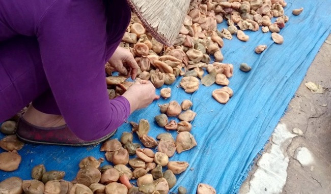 Bởi màu sắc đó là do người sản xuất sử dụng phụ gia như chất bảo quản, chất tạo ngọt, chất tẩy nấm mốc, chất tẩy trắng, sát trùng… để phòng thối rữa, chống chảy nước, mốc, rất độc hại cho người ăn. Chỉ nên mua ô mai tại những cơ sở sản xuất uy tín, có nguồn gốc xuất xứ, thời hạn sử dụng, thành phần… rõ ràng.