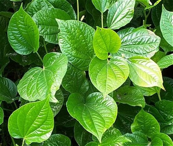 Để chữa bệnh cước chân tay, bạn có thể áp dụng các cách sau: lá lốt thái nhỏ, đun sôi với nước + chút muối. Sau đó ngâm chân, tay vào khoảng 30′. Dùng 1 thời gian sẽ đỡ dần và khỏi hẳn.