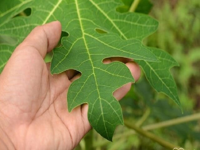 Lá đu đủ còn giúp giảm tình trạng đầy hơi xảy ra trong lúc đau bụng kinh. Ảnh: nilp.