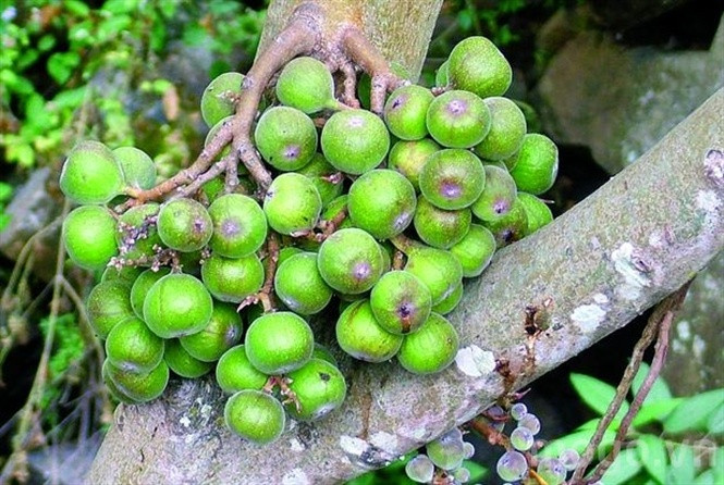 Không những vậy, chất xơ có trong quả sung còn giúp kích thích sự loại bỏ các gốc tự do và các chất gây ung thư khác, đặc biệt là ở ruột già, vì chất xơ làm tăng chuyển động tốt cho ruột. Ảnh: nongnghiep.