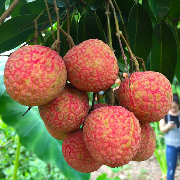 Quả vải dù có vị ngọt đậm nhưng có lượng calo, chất béo không bão hòa và cholesterol thấp trong khi lượng chất xơ rất dồi dào nên giúp giảm cân hiệu quả rất tốt vào mùa hè. Ảnh: vaithieu.