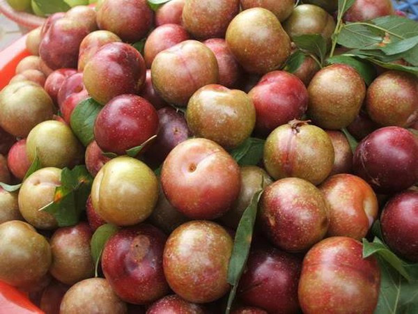 Lý do là vì trong quả mận có chứa axit citric đốt cháy chất béo trong cơ thể, từ đó giúp bạn có được vóc dáng mảnh mai như ý. Ảnh: sonla.
