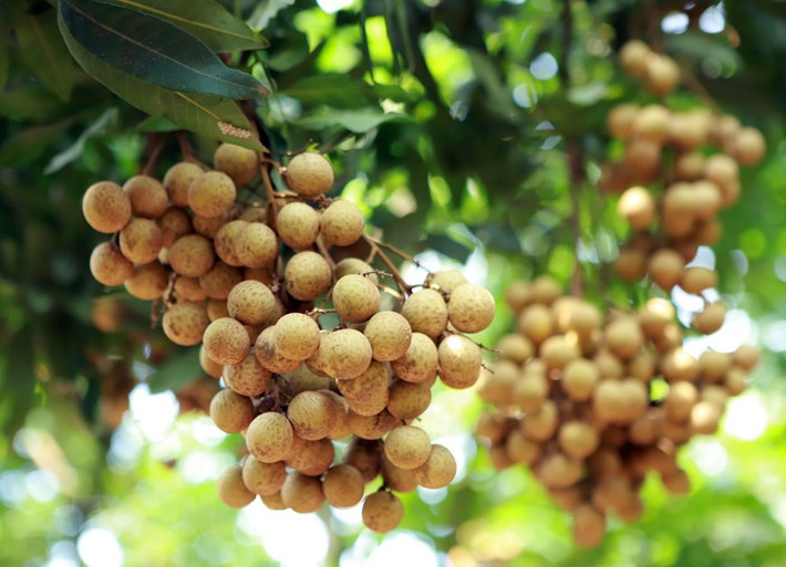 Nếu sử dụng quá nồng độ lưu huỳnh cho phép, lưu huỳnh sẽ ngấm vào cùi nhãn có thể gây độc cho người ăn. Ảnh: vietnamplus.