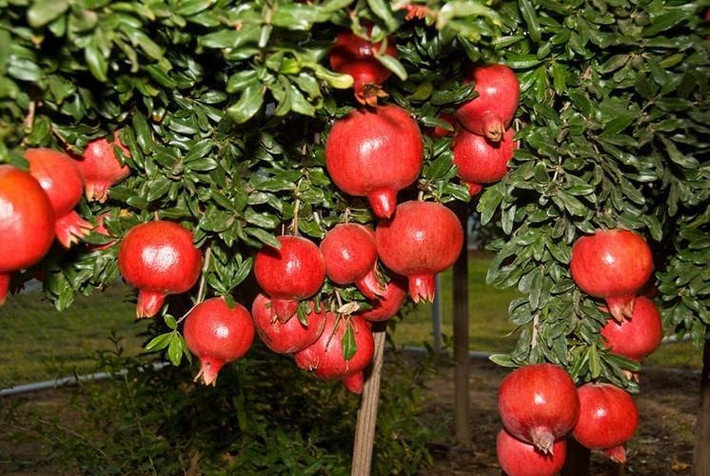 Các chất chống oxy hóa có trong ba loại trái cây này giúp chống lão hóa mạnh mẽ, bảo vệ cơ thể khỏi các gốc tự do và giúp chúng ta nhìn trẻ trung. Ảnh: giongcayanqua.