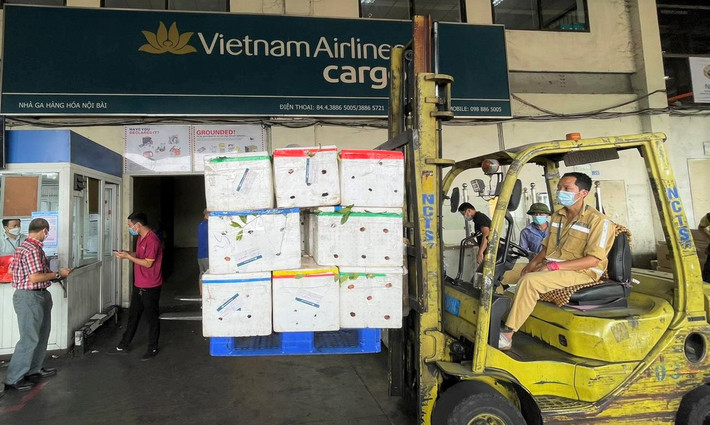 Đây là lần đầu tiên vải thiều được vận chuyển bằng “siêu” máy bay Boeing 787-9.