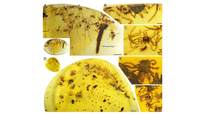 Lagonomegopidae là một loài nhện mắt to hiện đã tuyệt chủng. Và những bằng chứng hổ phách quan trọng mới đã tiết lộ đặc tính chăm sóc con non đặc biệt có ở loài động vật cổ đại này. Ảnh: Hình ảnh những con nhện con chết sau khi mắc kẹt trong nhựa cây khoảng 99 triệu năm trước ở Myanmar. Ảnh: @Xiangbo Guo, Paul Selden và Dong Ren.