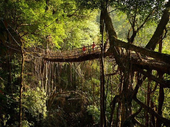 Một thời gian sau, khung tre mục nát nhưng các rễ cây cao su thì vẫn tiếp tục phát triển. Theo người dân ở đây, trong khoảng từ 7-8 năm, họ sẽ có một cây cầu chịu được sức nặng của một người.