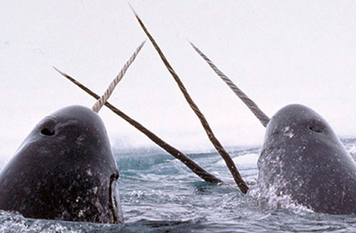 8. Monodon Monoceros (Kì lân biển). Monodon Monoceros là một loài cá heo với tên không chính thức là Kì lân biển. Sở dĩ có tên gọi này bởi chúng có chiếc răng nanh vô cùng dài và xoắn, mọc vượt ra khỏi khoang miệng như một chiếc sừng (độ dài tối đa có thể lên tới 3m). Các nhà khoa học suy đoán chiếc răng này dùng để xiên thịt con mồi hoặc cũng có thể để thu hút bạn tình. Một nghiên cứu mới đây còn chỉ ra rằng, “chiếc sừng” của loài này có tới 10 triệu dây thần kinh, dẫn đến khả năng đây như là một chiếc radar siêu nhạy của chúng. Kì lân biển thường sống ở ven biển Bắc Băng Dương. Thức ăn của chúng thương là tôm, cá, các động vật nhỏ hơn.