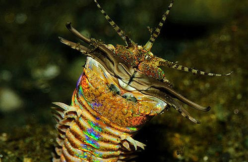 10. Sâu biển Bobbit. Loài sâu biển Bobbit thường sống xung quanh khu vực biển Nam Úc, Caribbean, vịnh Mexico và phía Bắc Đại Tây Dương. Chúng có bộ hàm như những chiếc kéo vô cùng sắc nhọn. Để săn con mồi, sâu biển Hobbit thường ẩn mình dưới lớp bùn ở đáy biển và phát hiện mồi nhờ cảm giác rung động ở 5 chiếc xúc tu.